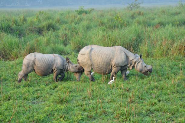 Assam and Meghalaya Group Tour ex BLR